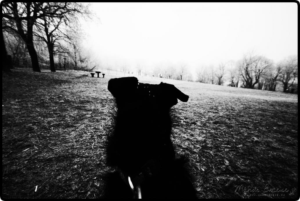 Cold dog
