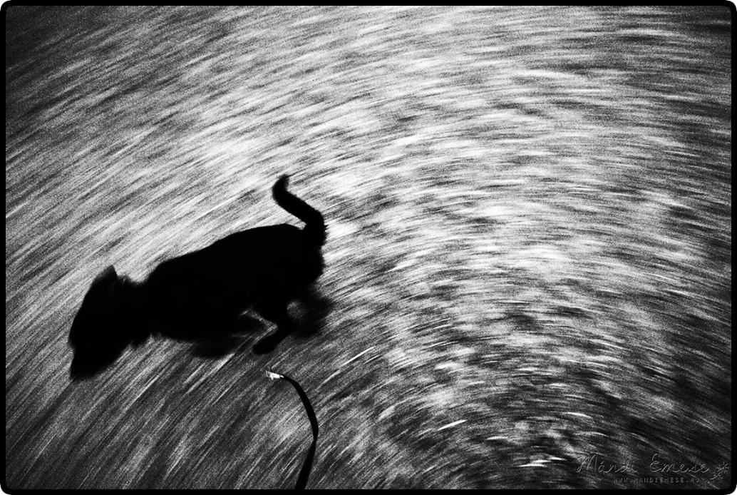 Cold dog