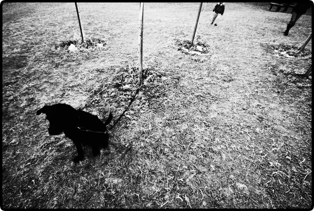 Cold dog